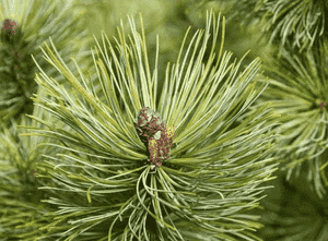 Scots pine(Pinus sylvestris)