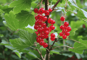 Chinese Crab Apple(Malus hupehensis)