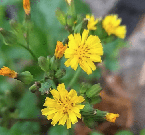 Oriental false hawksbeard