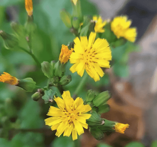 Oriental false hawksbeard