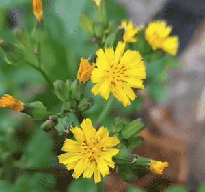 Oriental false hawksbeard(Youngia japonica)