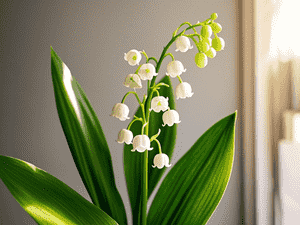 Lily of the valley(Convallaria majalis)