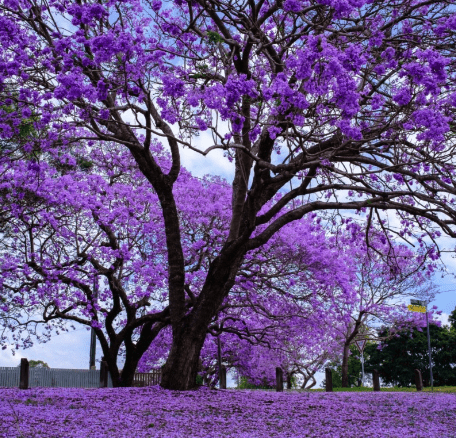Blue jacaranda