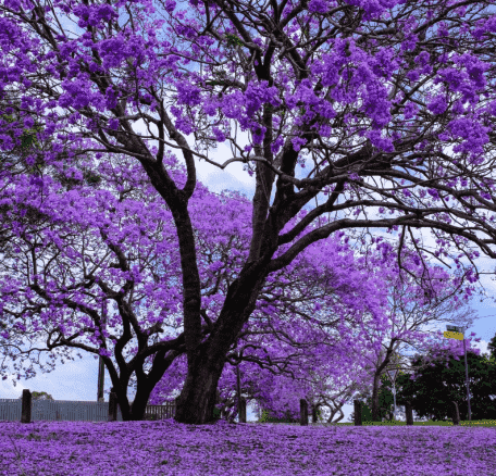 Blue jacaranda