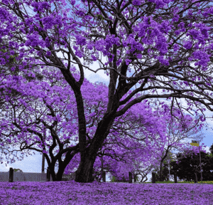 Blue jacaranda(Jacaranda mimosifolia)