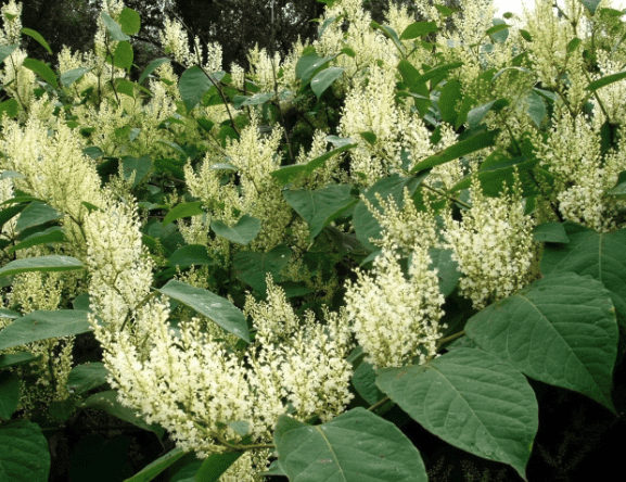 Japanese knotweed