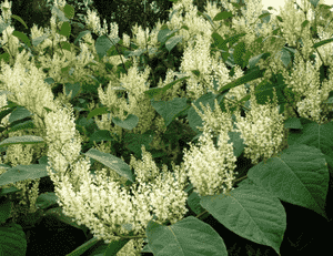 Japanese knotweed(Reynoutria japonica)