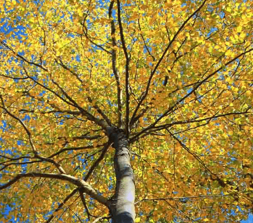 Sweet birch(Betula lenta)