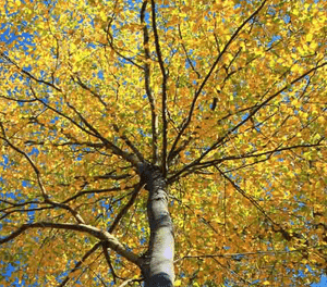 Sweet birch(Betula lenta)