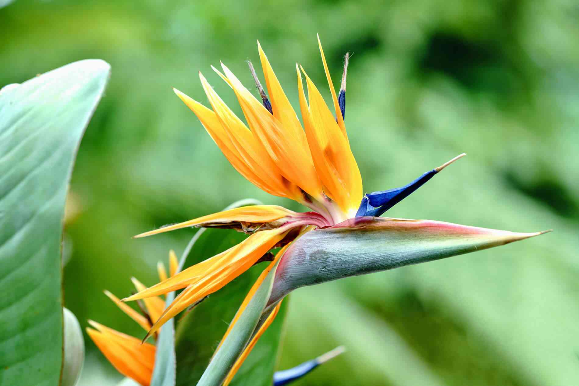 Bird of paradise(Strelitzia reginae)
