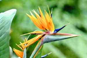 Bird of paradise(Strelitzia reginae)