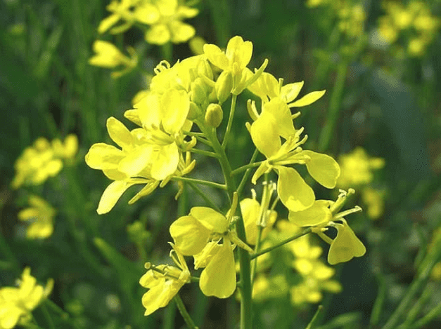 Chinese mustard