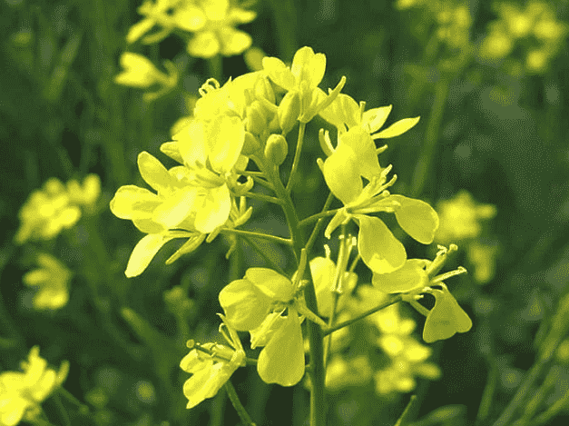 Chinese mustard