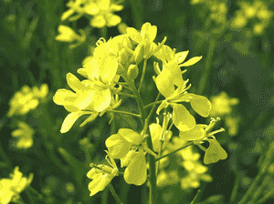 Chinese mustard(Brassica juncea)