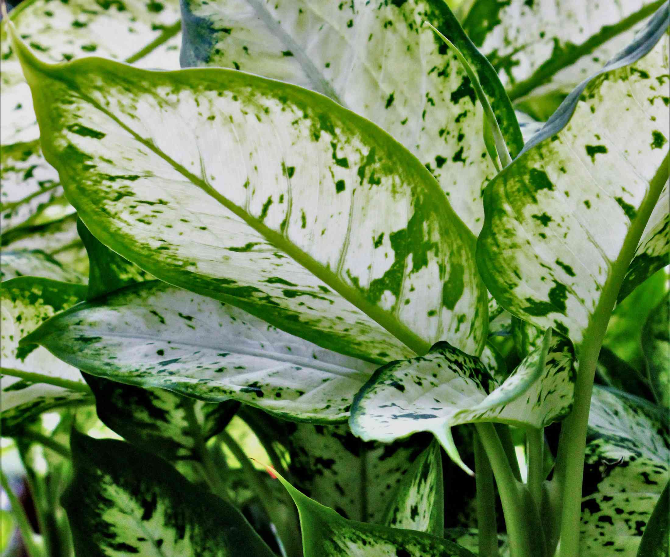 Dieffenbachia(Dieffenbachia seguine)