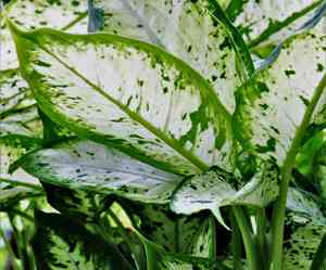 Dieffenbachia(Dieffenbachia seguine)