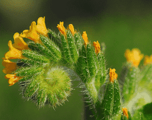 Fiddlenecks (Amsinckia)(Amsinckia)