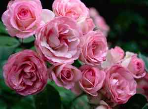 Cabbage rose(Rosa centifolia)