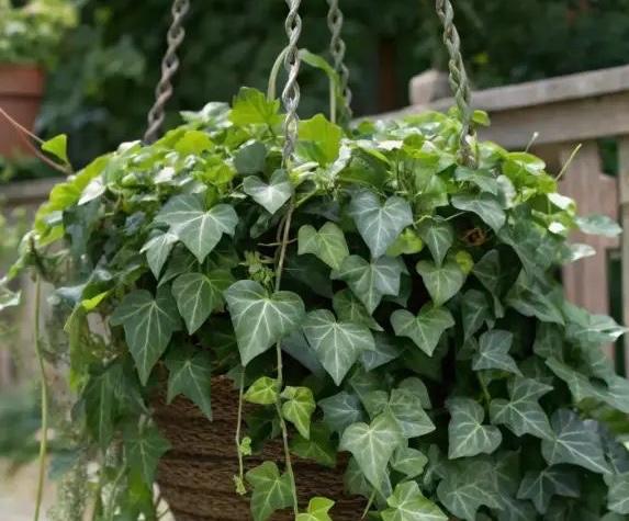 English ivy