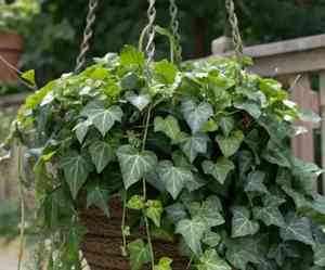 English ivy(Hedera helix)