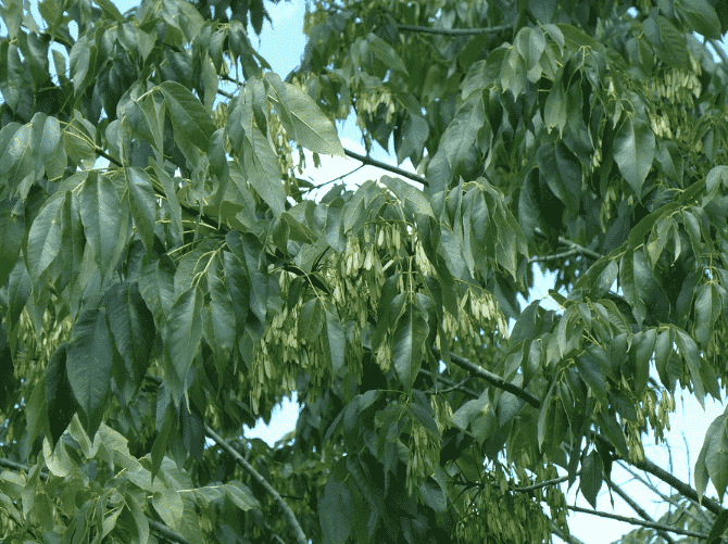 White ash