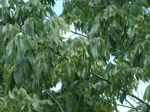 White ash(Fraxinus americana)