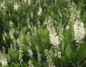 Summersweet(Clethra alnifolia)