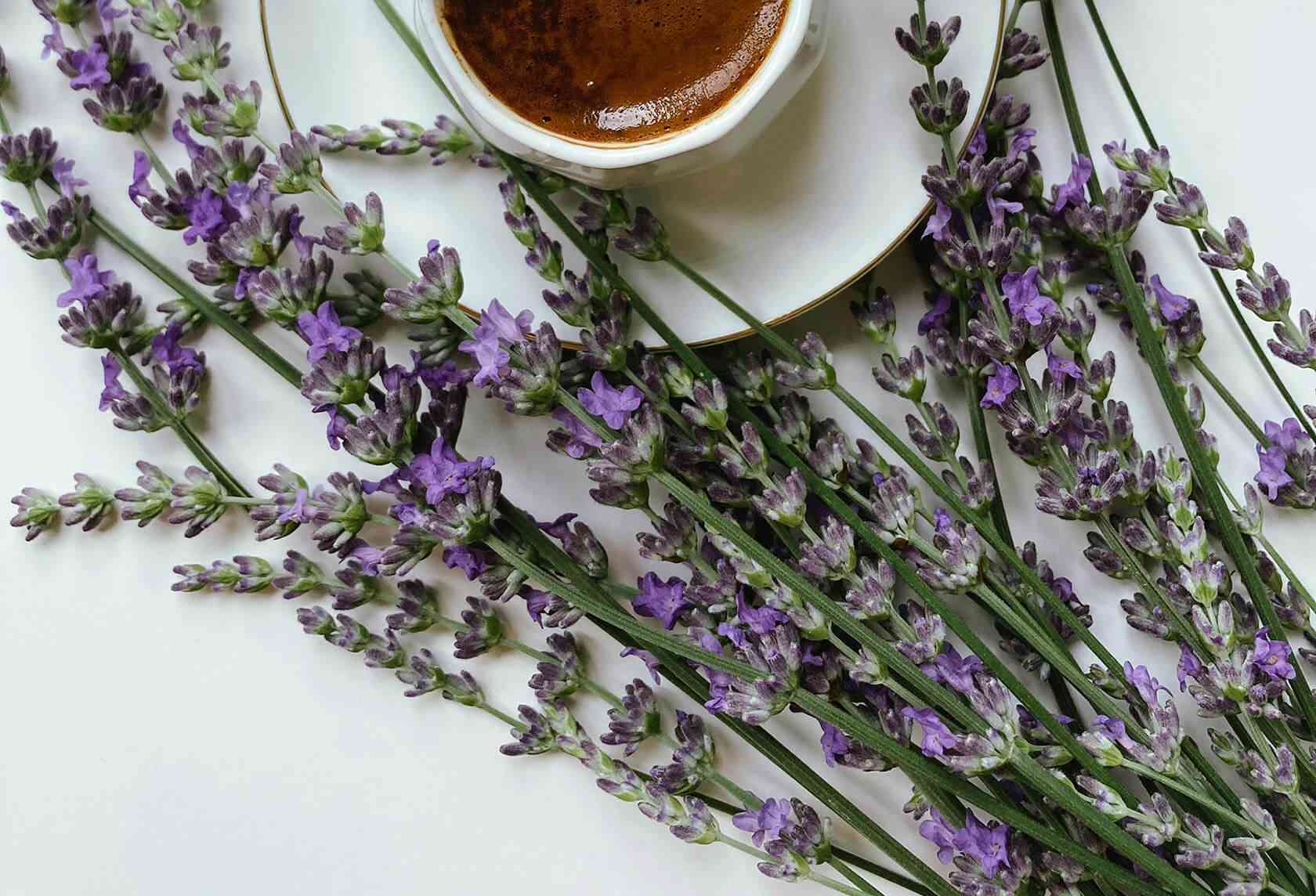 Topped lavender(Lavandula stoechas)