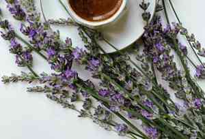 Topped lavender(Lavandula stoechas)