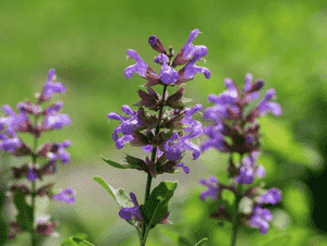 Common sage(Salvia officinalis)