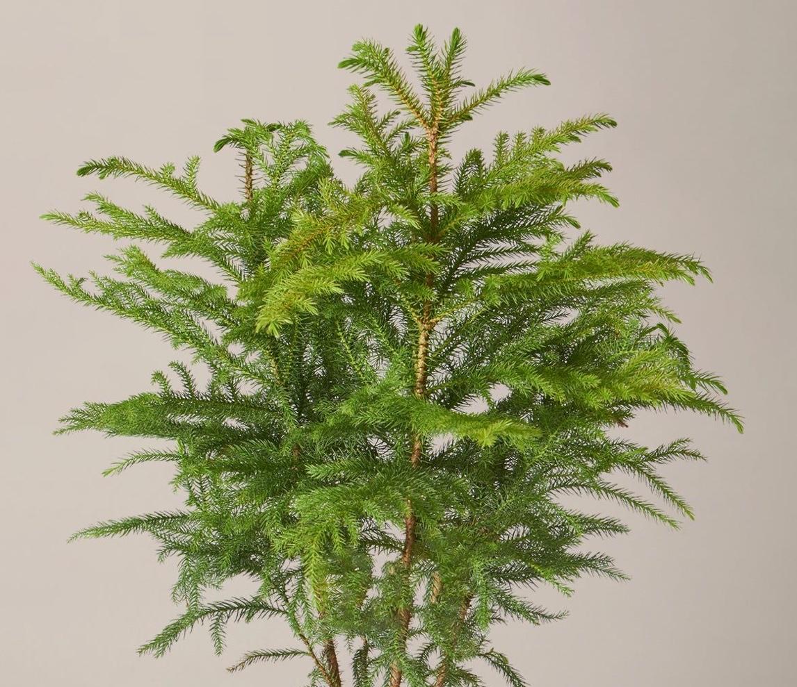 Norfolk island pine