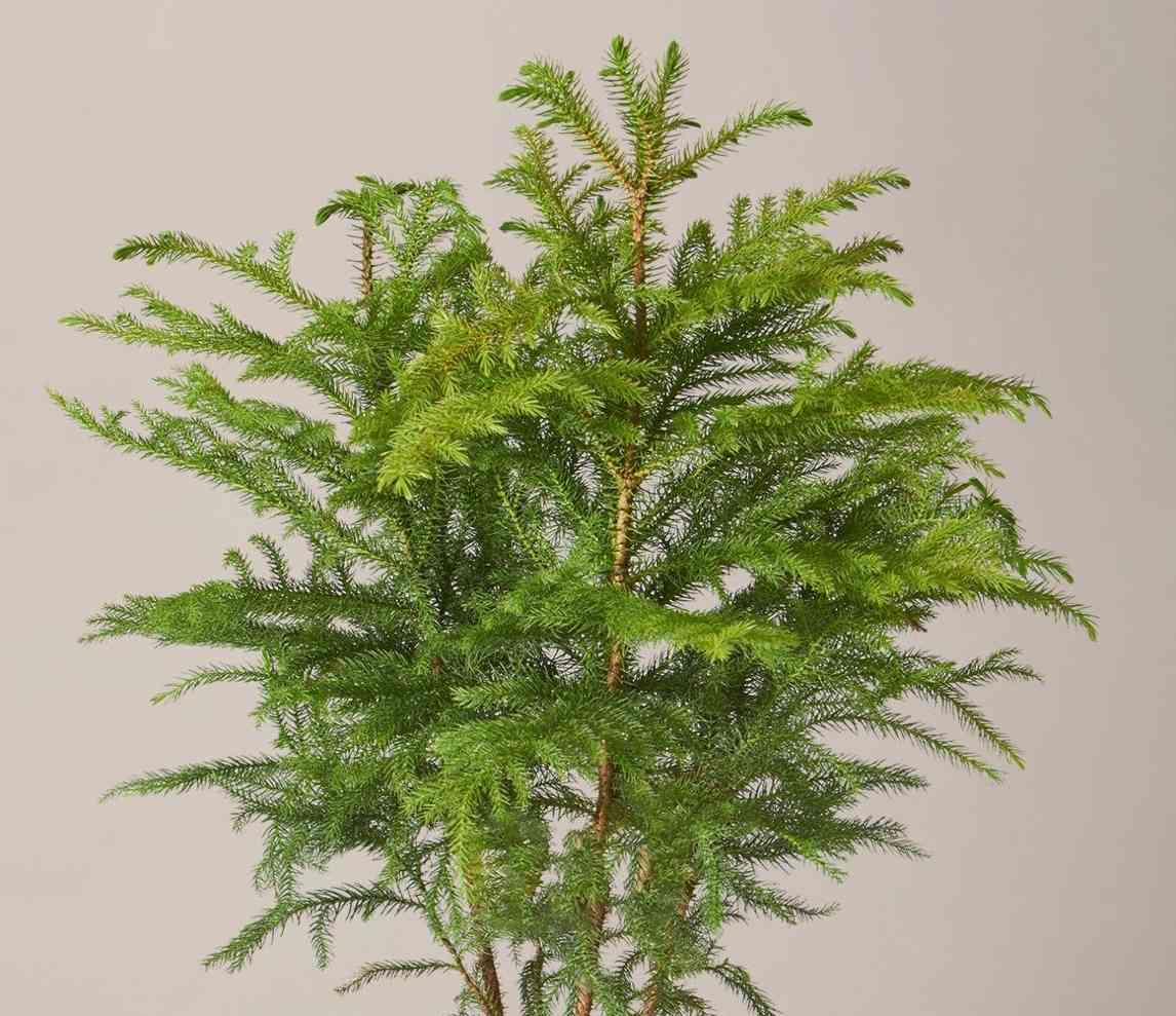 Norfolk island pine
