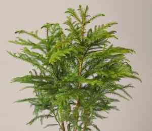 Norfolk island pine(Araucaria heterophylla)