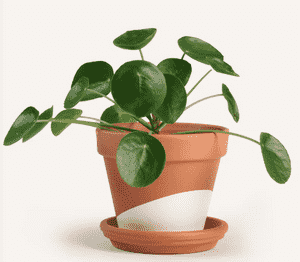 Chinese money plant(Pilea peperomioides)
