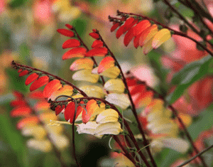 Spanish flag(Ipomoea lobata)