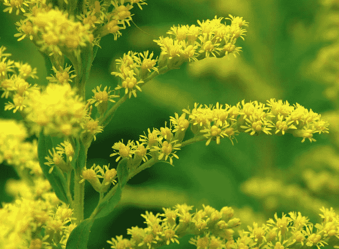 Canada goldenrod