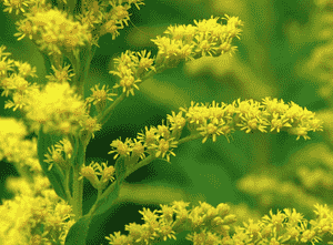 Canada goldenrod(Solidago altissima)