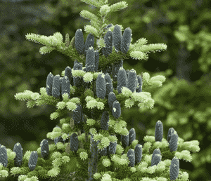 Balsam fir(Abies balsamea)