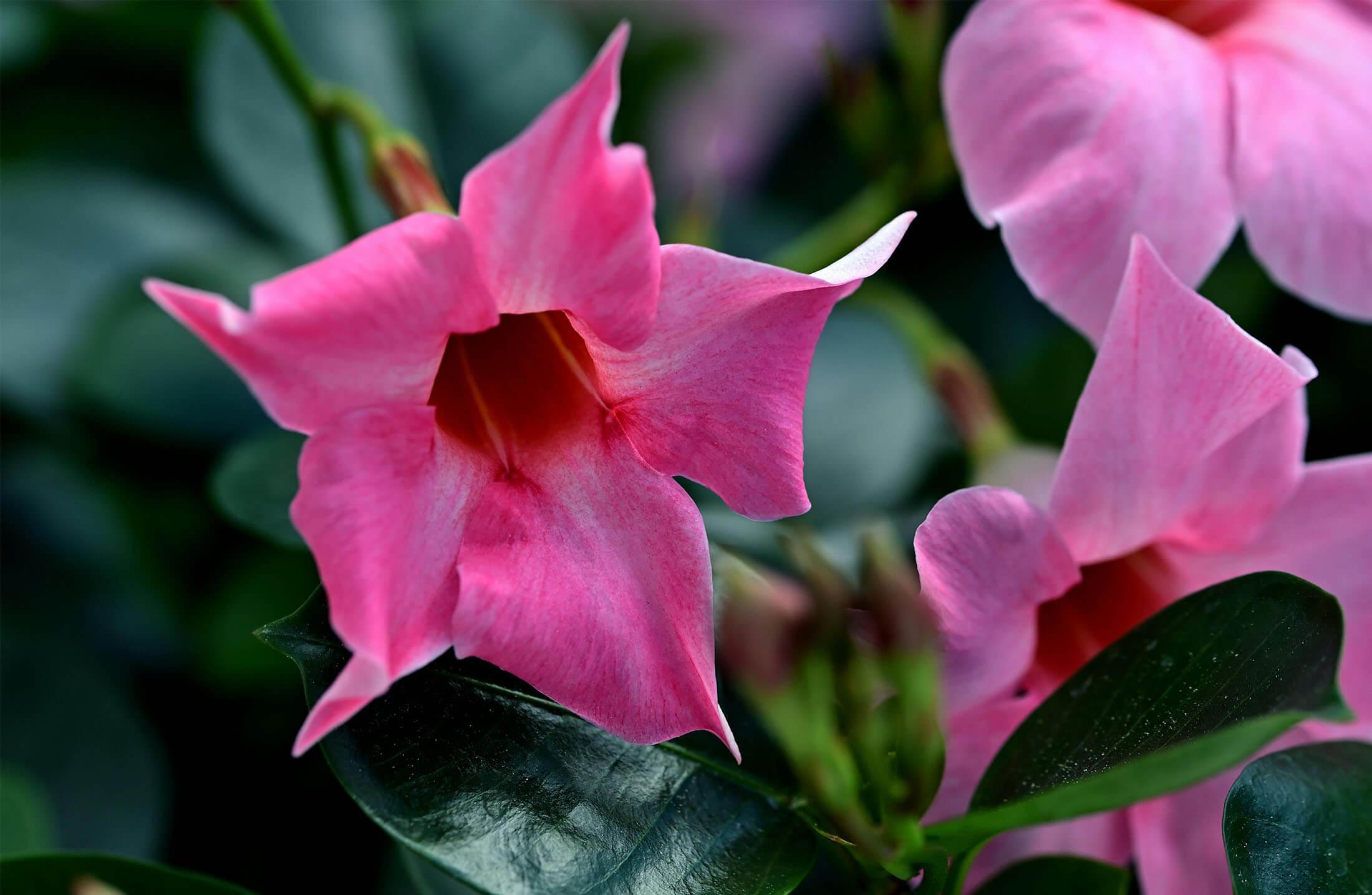 Brazilian jasmine