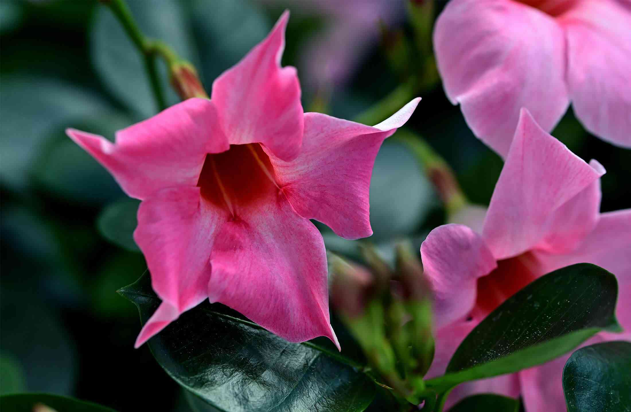 Brazilian jasmine