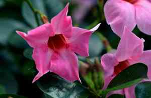 Brazilian jasmine(Mandevilla sanderi)