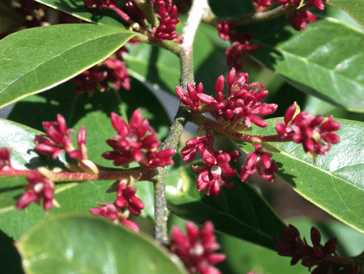 Distilium Racemocum Isu tree (Distylium racemosum) Care Guide: Pests, Diseases, Watering ...
