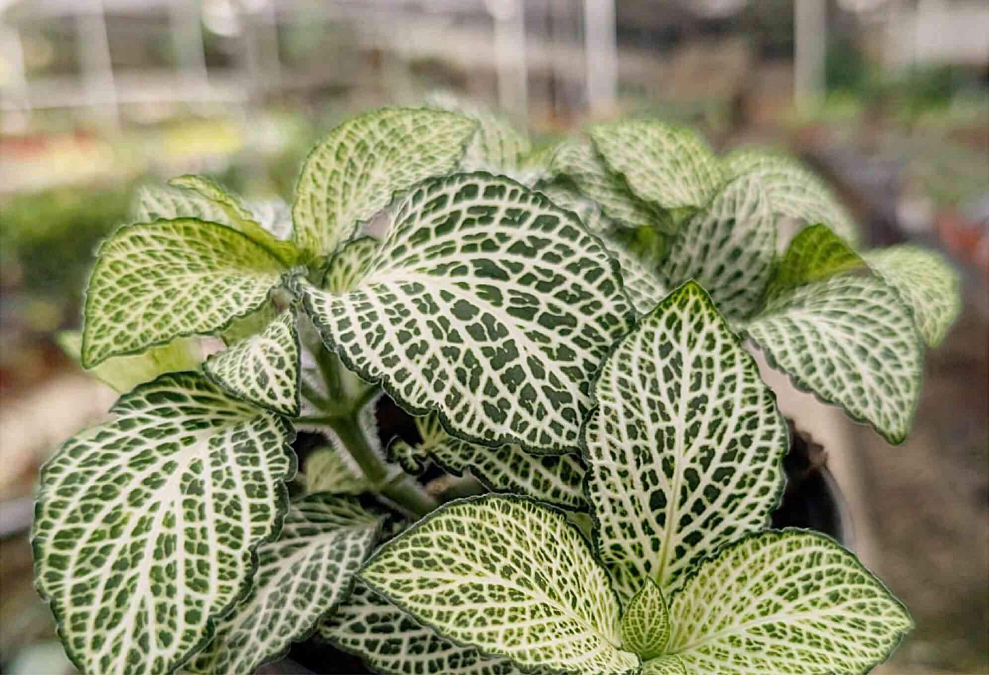 Nerve plant