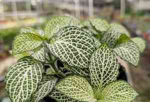 Nerve plant(Fittonia albivenis)