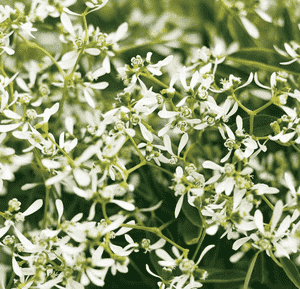 Graceful spurge(Euphorbia hypericifolia)