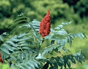 Smooth sumac(Rhus glabra)