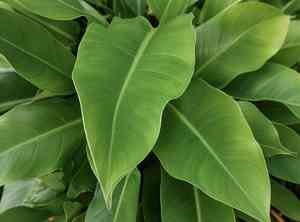 Philodendron Fat Boy(Philodendron martianum)