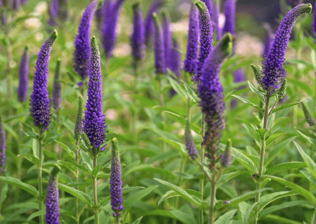 Spiked speedwell