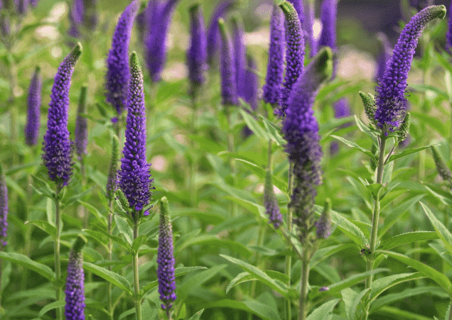 Spiked speedwell