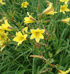 Dwarf yellow daylily(Hemerocallis minor)